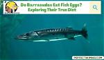 Does Barracudas Lay Eggs?
