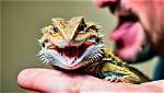 Does Bearded Dragons Bite?