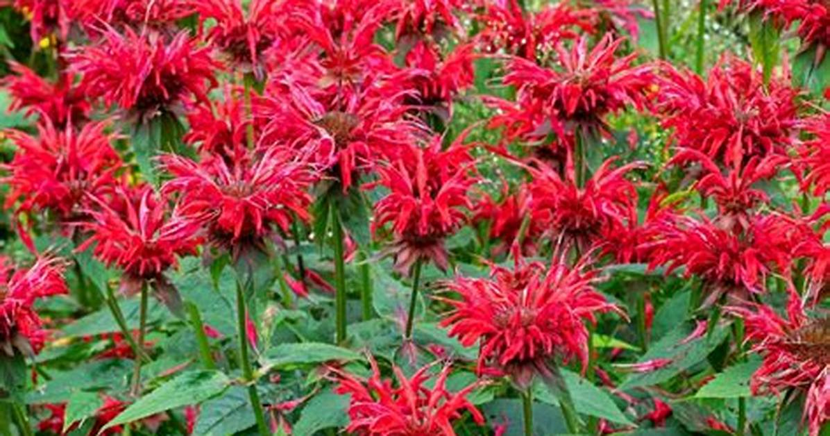Does Bee Balm Rebloom?