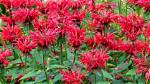 Does Bee Balm Rebloom?