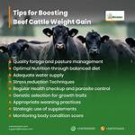 Does Beef Increase Weight