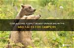 Does Beekeeping Attract Bears?