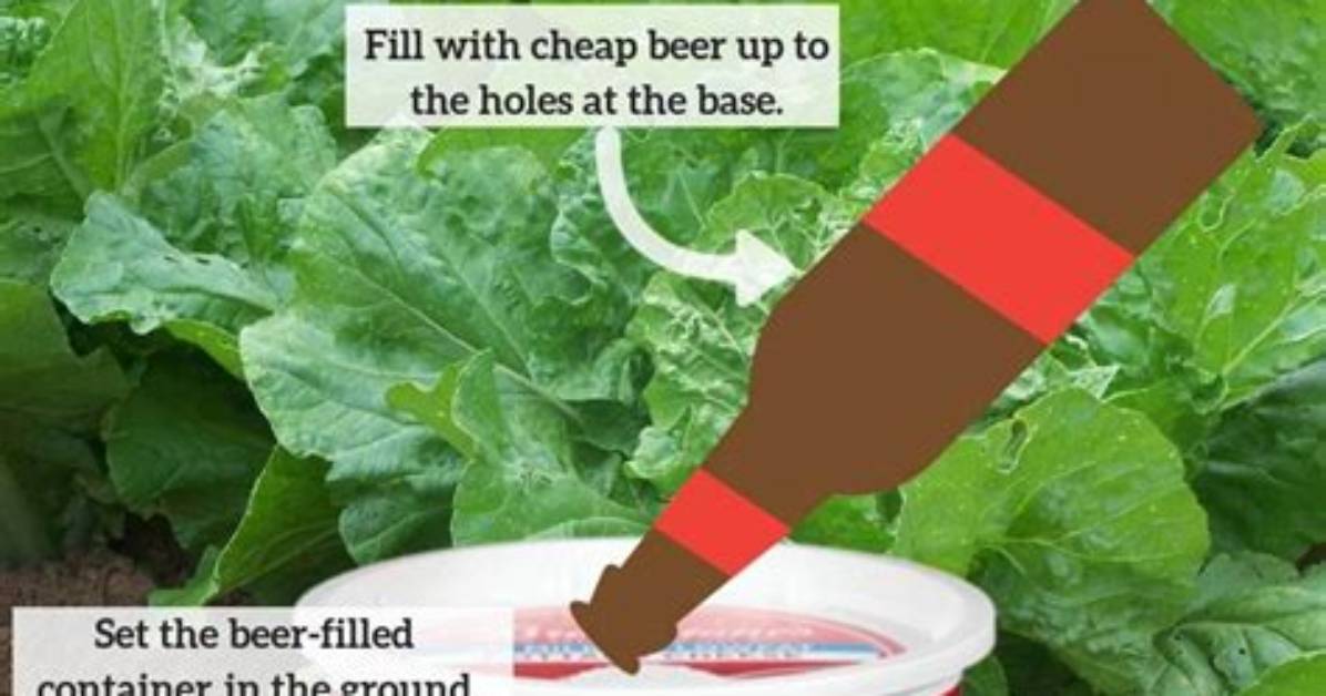 Does Beer Deter Slugs