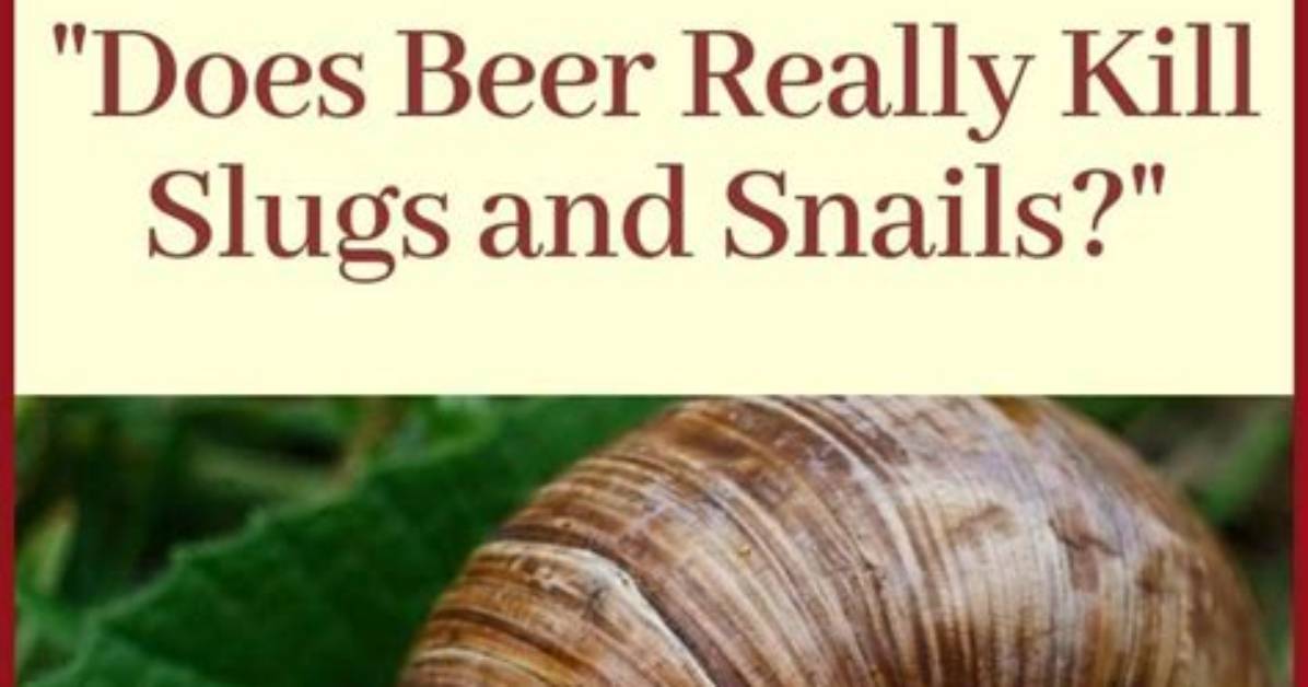 Does Beer Repel Snails