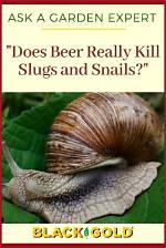 Does Beer Repel Snails