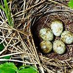 Does Bilbies Lay Eggs?
