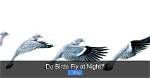 Does Birds Fly Night?
