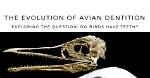 Does Birds Have Teeth?