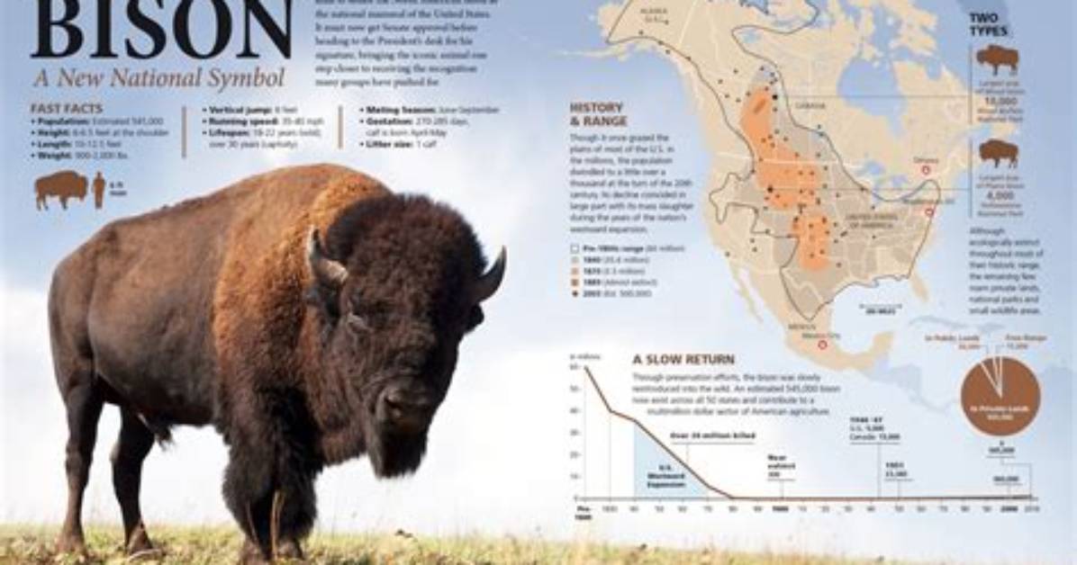Does Bison Still Exist?