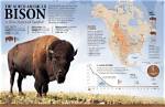 Does Bison Still Exist?