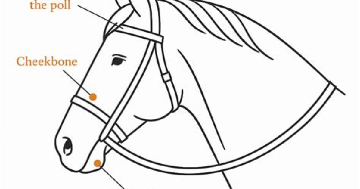 Does Bitless Hurt Horses?