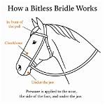 Does Bitless Hurt Horses?