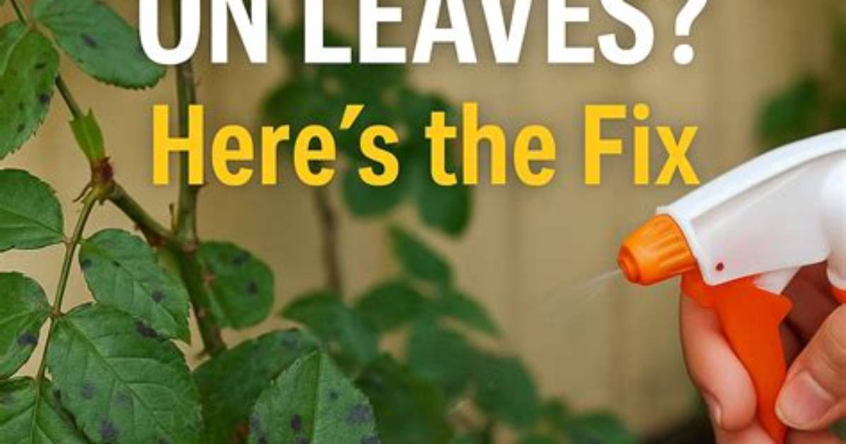 Does Black Spot Kill Plants