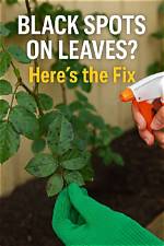 Does Black Spot Kill Plants
