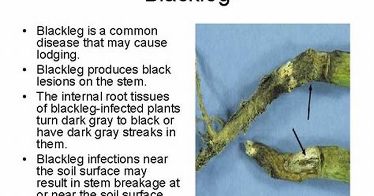 Does Blackleg Affect Dogs?