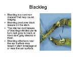Does Blackleg Affect Dogs?