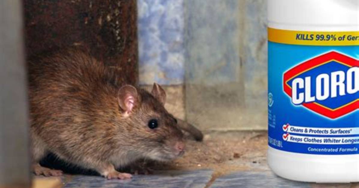 Does Bleach Keep Mice Away?