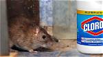 Does Bleach Keep Mice Away?