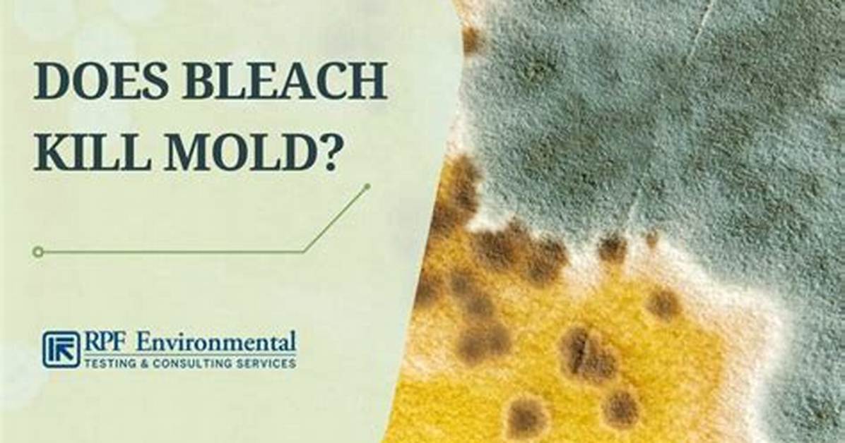 Does Bleach Kill Black Mold