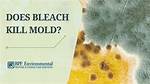 Does Bleach Kill Black Mold