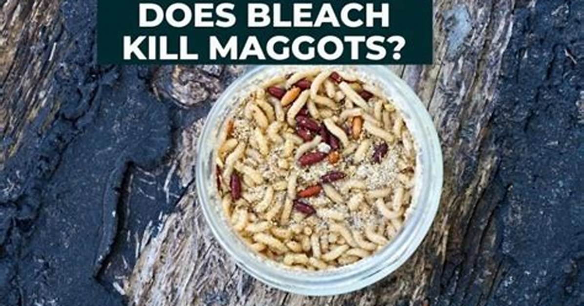 Does Bleach Kill Maggots