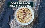 Does Bleach Kill Maggots