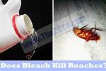 Does Bleach Kill Roaches