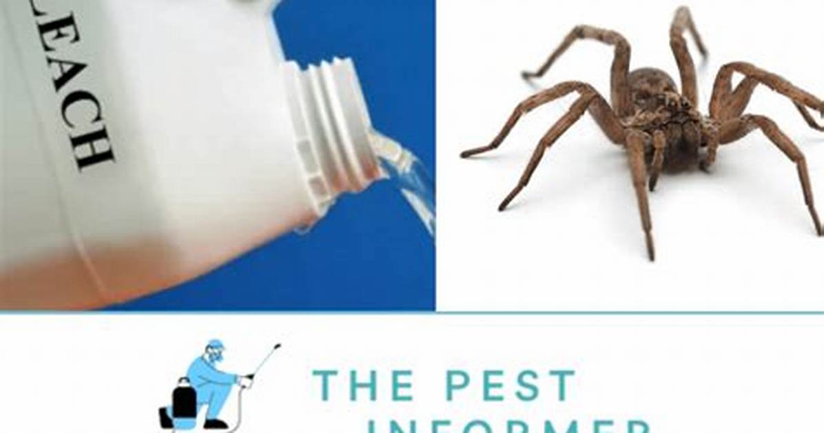 Does Bleach Kill Spiders