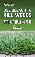 Does Bleach Kill Weeds