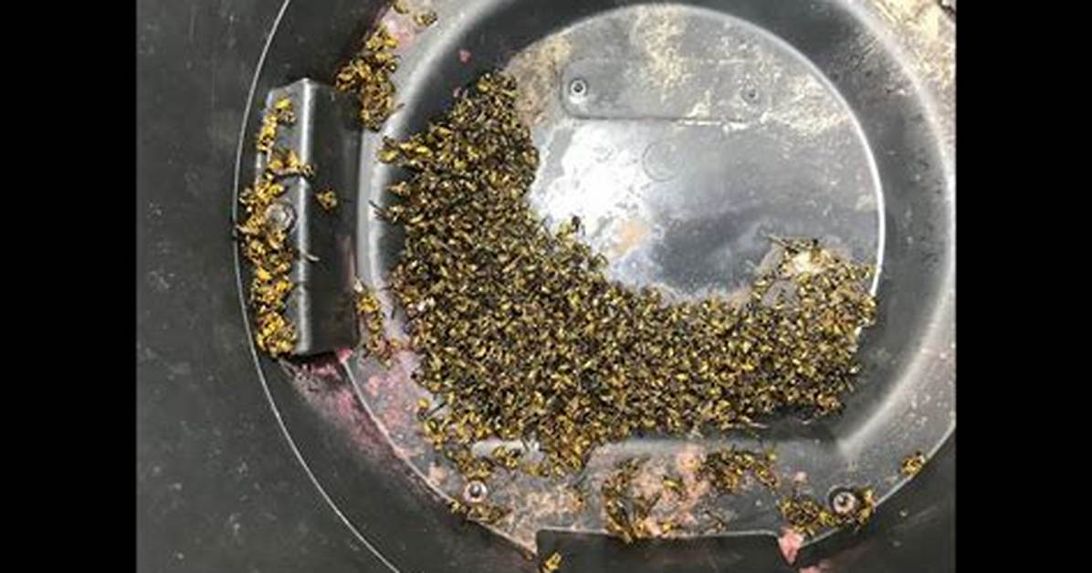 Does Bleach Kill Yellow Jackets?