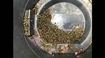 Does Bleach Kill Yellow Jackets?