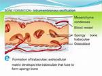 Does Blood Develops from Mesenchyme?