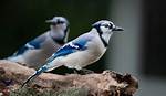 Does Blue Jays Migrate?