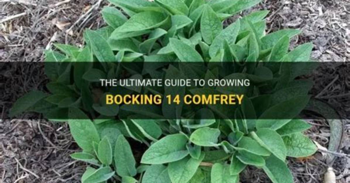 Does Bocking 14 Comfrey Spread?