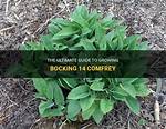 Does Bocking 14 Comfrey Spread?