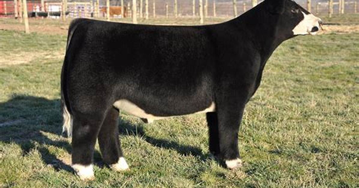 Does Bodacious Have Offspring?