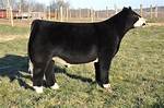 Does Bodacious Have Offspring?