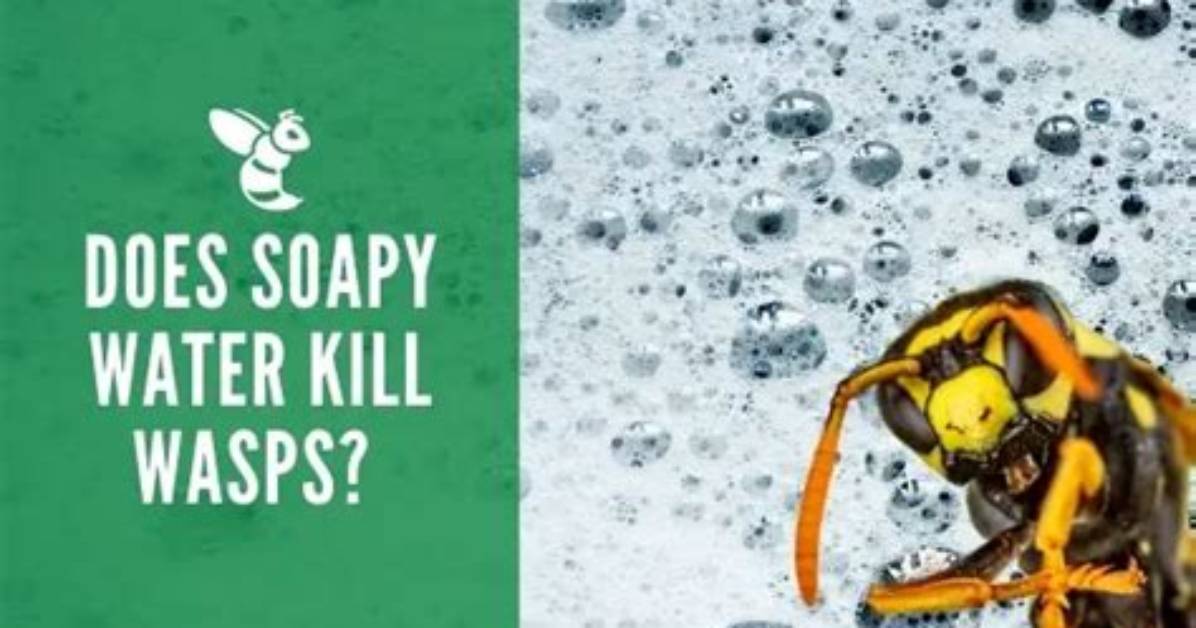 Does Boiling Water Kill Wasps