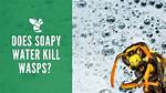 Does Boiling Water Kill Wasps