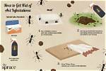 Does Bombing Kill Ants?