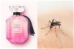Does Bombshell Perfume Repel Mosquitoes?