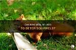 Does Bone Meal Keep Deer Away?