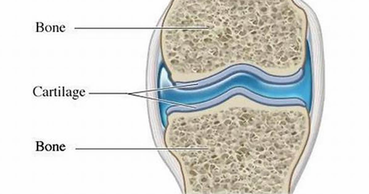 Does Bones Have Cartilage?