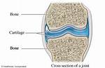 Does Bones Have Cartilage?