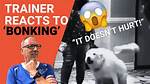 Does Bonking a Dog Work?