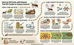 Does Borax Kill Ant Colonies?