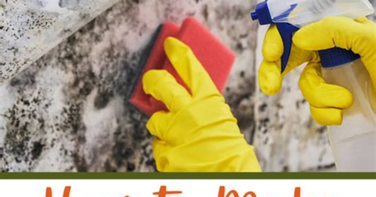 Does Borax Kill Black Mold