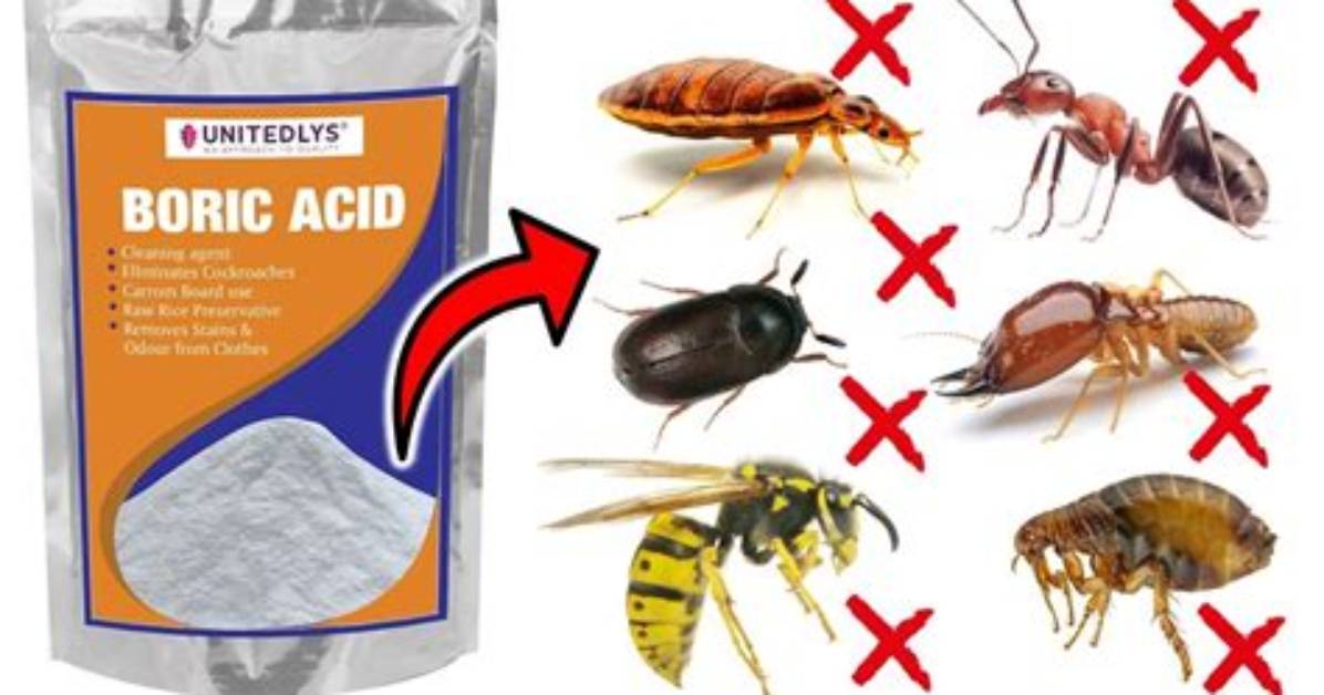 Does Borax Kill Dandelions