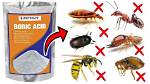Does Borax Kill Dandelions