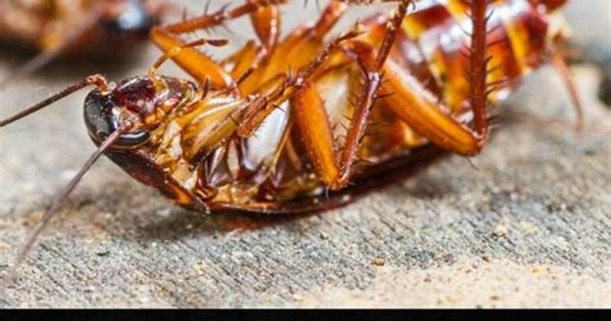 Does Boric Acid Kill Roaches